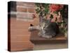Tabby Cat Resting on Garden Terrace, Italy-Adriano Bacchella-Stretched Canvas