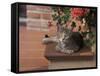 Tabby Cat Resting on Garden Terrace, Italy-Adriano Bacchella-Framed Stretched Canvas
