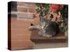 Tabby Cat Resting on Garden Terrace, Italy-Adriano Bacchella-Stretched Canvas