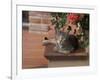 Tabby Cat Resting on Garden Terrace, Italy-Adriano Bacchella-Framed Photographic Print