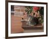 Tabby Cat Resting on Garden Terrace, Italy-Adriano Bacchella-Framed Photographic Print