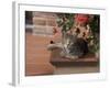 Tabby Cat Resting on Garden Terrace, Italy-Adriano Bacchella-Framed Photographic Print