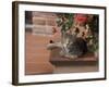 Tabby Cat Resting on Garden Terrace, Italy-Adriano Bacchella-Framed Photographic Print