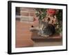 Tabby Cat Resting on Garden Terrace, Italy-Adriano Bacchella-Framed Photographic Print