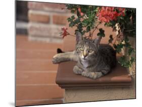 Tabby Cat Resting on Garden Terrace, Italy-Adriano Bacchella-Mounted Photographic Print