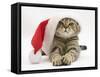 Tabby Cat Wearing a Father Christmas Hat-Jane Burton-Framed Stretched Canvas