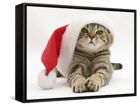 Tabby Cat Wearing a Father Christmas Hat-Jane Burton-Framed Stretched Canvas