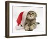 Tabby Cat Wearing a Father Christmas Hat-Jane Burton-Framed Photographic Print