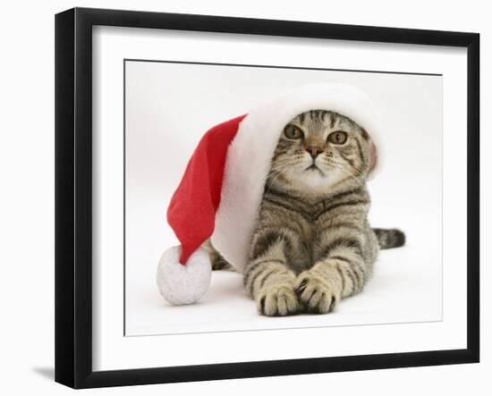 Tabby Cat Wearing a Father Christmas Hat-Jane Burton-Framed Photographic Print