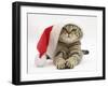 Tabby Cat Wearing a Father Christmas Hat-Jane Burton-Framed Photographic Print