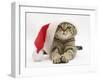 Tabby Cat Wearing a Father Christmas Hat-Jane Burton-Framed Photographic Print