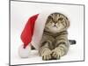 Tabby Cat Wearing a Father Christmas Hat-Jane Burton-Mounted Photographic Print