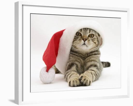Tabby Cat Wearing a Father Christmas Hat-Jane Burton-Framed Photographic Print