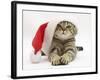 Tabby Cat Wearing a Father Christmas Hat-Jane Burton-Framed Photographic Print