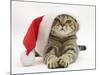 Tabby Cat Wearing a Father Christmas Hat-Jane Burton-Mounted Photographic Print