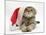 Tabby Cat Wearing a Father Christmas Hat-Jane Burton-Mounted Photographic Print