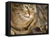 Tabby Cat Wearing Glasses Watches Mouse-null-Framed Stretched Canvas