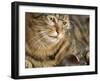 Tabby Cat Wearing Glasses Watches Mouse-null-Framed Photographic Print