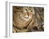 Tabby Cat Wearing Glasses Watches Mouse-null-Framed Photographic Print