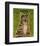 Tabby (grey)-John Golden-Framed Art Print