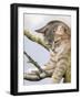 Tabby in Tree-Janet Pidoux-Framed Giclee Print