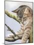 Tabby in Tree-Janet Pidoux-Mounted Giclee Print