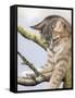 Tabby in Tree-Janet Pidoux-Framed Stretched Canvas