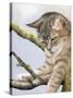 Tabby in Tree-Janet Pidoux-Stretched Canvas