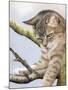 Tabby in Tree-Janet Pidoux-Mounted Giclee Print