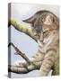 Tabby in Tree-Janet Pidoux-Stretched Canvas