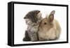 Tabby Kitten, 10 Weeks, and Young Rabbit-Mark Taylor-Framed Stretched Canvas