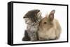 Tabby Kitten, 10 Weeks, and Young Rabbit-Mark Taylor-Framed Stretched Canvas