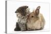 Tabby Kitten, 10 Weeks, and Young Rabbit-Mark Taylor-Stretched Canvas