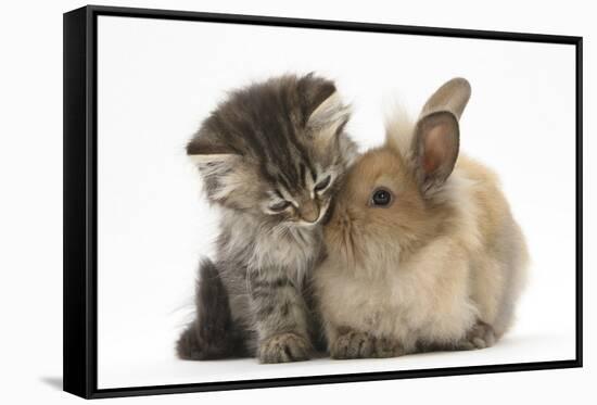 Tabby Kitten, 10 Weeks, and Young Rabbit-Mark Taylor-Framed Stretched Canvas