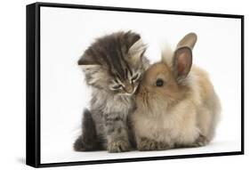 Tabby Kitten, 10 Weeks, and Young Rabbit-Mark Taylor-Framed Stretched Canvas