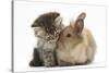 Tabby Kitten, 10 Weeks, and Young Rabbit-Mark Taylor-Stretched Canvas