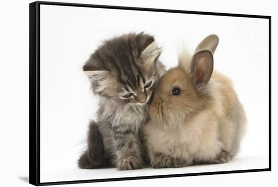 Tabby Kitten, 10 Weeks, and Young Rabbit-Mark Taylor-Framed Stretched Canvas