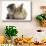 Tabby Kitten, 10 Weeks, and Young Rabbit-Mark Taylor-Stretched Canvas displayed on a wall