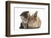 Tabby Kitten, 10 Weeks, and Young Rabbit-Mark Taylor-Framed Premium Photographic Print