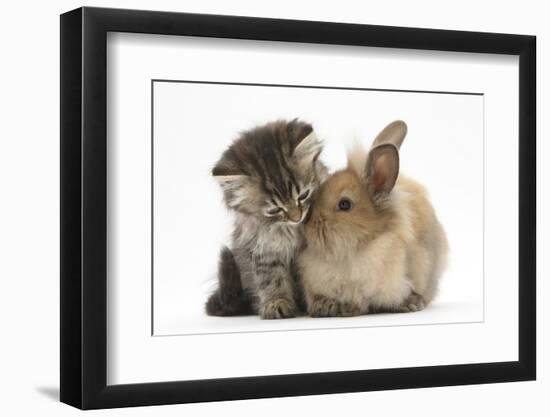 Tabby Kitten, 10 Weeks, and Young Rabbit-Mark Taylor-Framed Premium Photographic Print