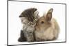 Tabby Kitten, 10 Weeks, and Young Rabbit-Mark Taylor-Mounted Premium Photographic Print