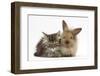 Tabby Kitten, 10 Weeks, and Young Rabbit-Mark Taylor-Framed Photographic Print