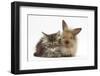 Tabby Kitten, 10 Weeks, and Young Rabbit-Mark Taylor-Framed Photographic Print