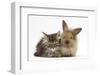 Tabby Kitten, 10 Weeks, and Young Rabbit-Mark Taylor-Framed Photographic Print