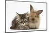 Tabby Kitten, 10 Weeks, and Young Rabbit-Mark Taylor-Mounted Photographic Print