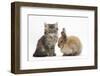 Tabby Kitten, 10 Weeks, and Young Rabbit-Mark Taylor-Framed Photographic Print