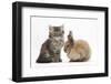 Tabby Kitten, 10 Weeks, and Young Rabbit-Mark Taylor-Framed Photographic Print