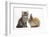 Tabby Kitten, 10 Weeks, and Young Rabbit-Mark Taylor-Framed Photographic Print