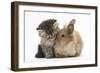 Tabby Kitten, 10 Weeks, and Young Rabbit-Mark Taylor-Framed Photographic Print