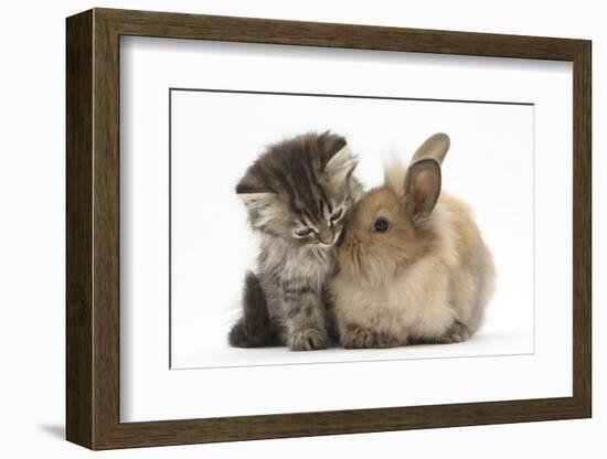 Tabby Kitten, 10 Weeks, and Young Rabbit-Mark Taylor-Framed Photographic Print